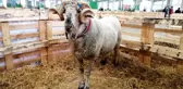 160 kiloluk devasa koç, festivale damga vurdu