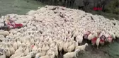 Sivas'ta koç katım töreninde renkli görüntüler