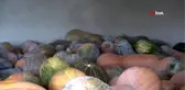 Tanesi 60 kilograma kadar ulaşan bal kabağında pazar sıkıntısı