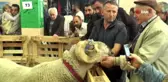 160 kilogramlık koç görenleri hayrete düşürdü