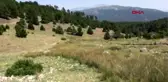 Denizli endemik tür 'tavas kurbağası' tel örgüyle korunacak