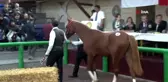Ev fiyatına taylar için kıyasıya rekabet