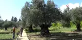 810 yıllık zeytin ağacı turizme hizmet ediyor