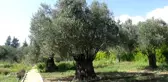 810 yıllık zeytin ağacı turizme hizmet ediyor