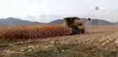 Mısırda yüksek rekolte sevinci