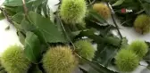 Aydın'da sezonun ilk kestanesi borsaya teslim edildi