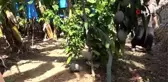 Tropikal meyveler kazanç kapısına dönüştü