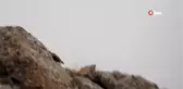 Erzincan'da nadiren rastlanan ur kekliği görüntülendi