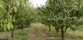 Bursa kestanesinde erken hasat