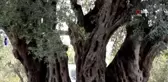 Bin 657 yaşındaki ağaçtan zeytin hasadı