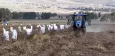 İki yeni yerli patates çeşidinin hasadı yapıldı