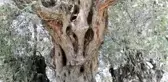Zeytin hasadı anıt ağaçtan başladı