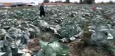 Elbistan lahanasına 