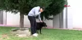 Kocaeli yavrularının kaybeden köpek, taşı yavrusu sanıyor