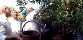 Manisa anıt zeytin ağacında ilk hasat yapıldı