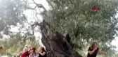 Ayvalık'ta 1100 yaşındaki anıt zeytin ağacı tescillendi