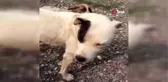 Boynu kesilmiş halde bulunan köpeğe vatandaşlar sahip çıktı