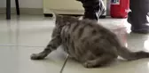 Gecelerini gündüzlerine kattılar, felçli yavru kediyi yürütmeyi başardılar