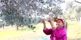 Zeytinyağının litresini 100 bin liradan satışa sunacaklar - MUĞLA