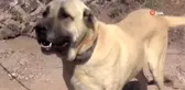 Anadolu aslanı Malaklı köpekleri sürüden çıkıp ticarete girdi