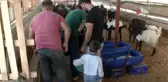 Sadece bir tanesi günde 6 kilo süt veriyor