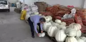 Kayseri çiftçilere ilham kaynağı dev kabaklar yetiştirdi