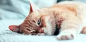 Kedi türleri nelerdir? Kedi cinsleri ve kedilerin özellikleri nelerdir?