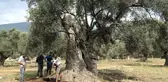 3 bin yıllık ağacın 