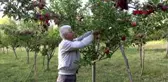 Hobi olarak başladığı elma üretiminin ticaretine başladı