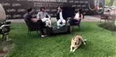 Altın Portakal'da canlı yayının davetsiz sevimli misafiri