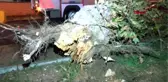 Bakırköy'de ağaç yola devrildi