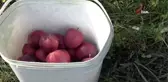 Hobi olarak başladığı meyveciliği ticarete dönüştürdü