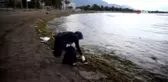 Ölü balıklar sahile vurdu