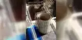 Yaşlı adamın evini kazan defineciler suçüstü yakalandı