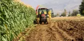 16 bin dekarda ekilen ikinci üründe bereket