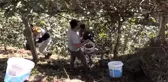 Ordu'da kivi hasadına başlandı