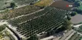 Pamukkale, travertenlerinden sonra 'ayvası' ile de dünya pazarında