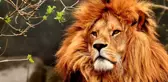 Rüyada aslan görmek ne anlama gelir? Rüyada aslan öldürmek ne demek?