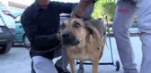 İzmir yürüteçli köpeğe bedensel engelli mustafa, en iyi dost oldu