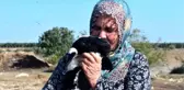 Adana'da 40 koyunu çalınan Ayşe Teyze, hırsızlara yalvardı: Ne olur koyunlarımızı geri getirin
