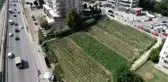 Lüks rezidansların arasında yetişen sebzeler, dakikalar içinde kebapçının sofrasında