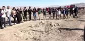 Van'da halaylı fidan dikimi