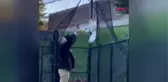 Ağa takılan şahini polis kurtardı