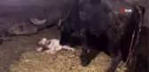 Yeni doğan beyaz dişi manda görenleri şaşırtıyor