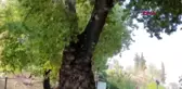 Mersin asırlık anıt çınar ağacı kesildi