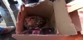 Sivas balkondan eve giren 'puhu' kuşunu itfaiye yakaladı