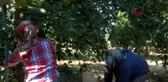 Aydın'da washington cinsi portakalların hasadına başlandı