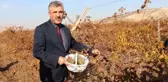 Gercüş Belediye Başkanı Gündüz Günaydın, bağındaki üzümü yoksullar için topladı