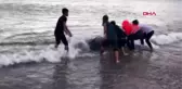 Kıyıya vuran balina kurtarılarak denize bırakıldı