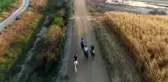 Şampiyon atlara 